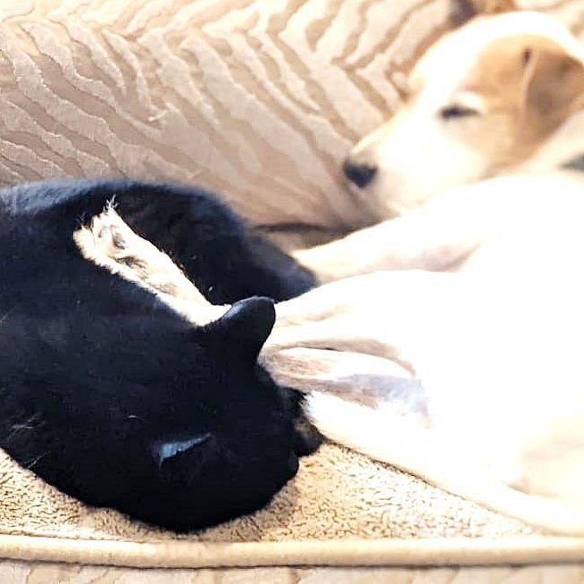 Hund und Katze auf Sofa