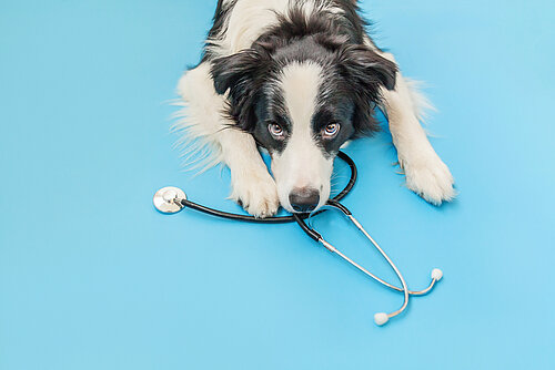 Ein Border Collie und ein Stethoskop.