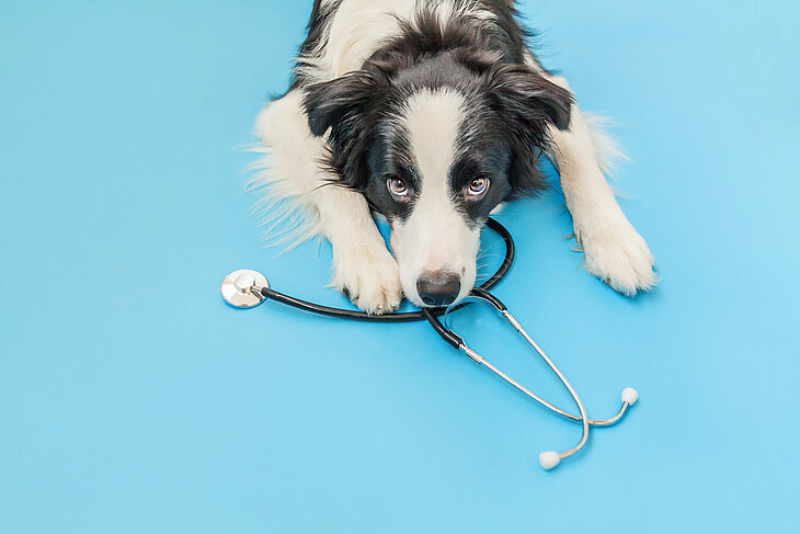 Ein Border Collie und ein Stethoskop.