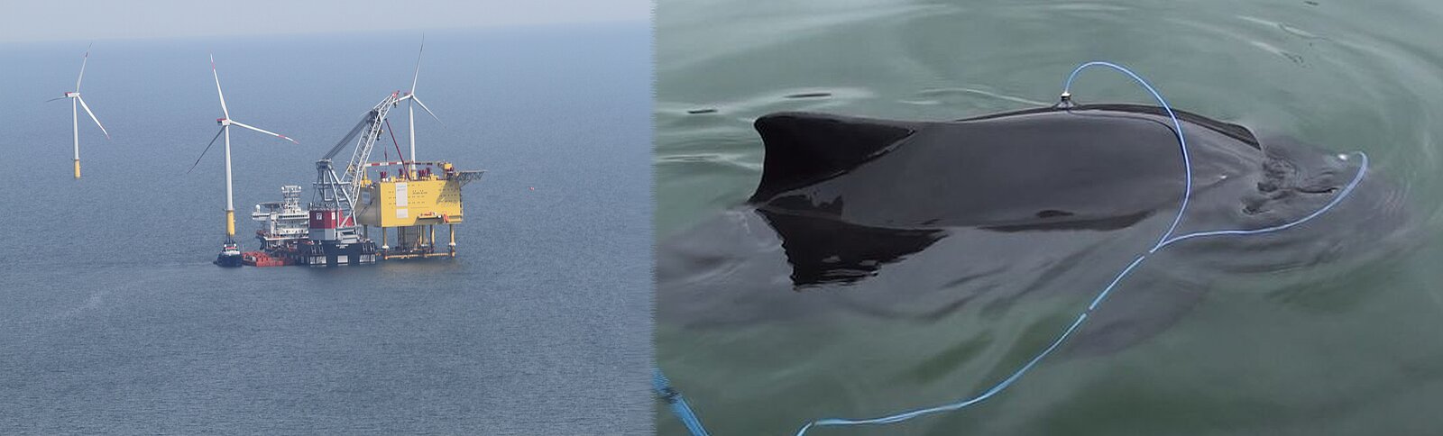Offshore Windpark im Bau und ein Schweinswal mit angelegten Elektroden für Hörtest