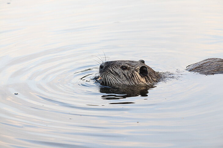 Schwimmende Nutria