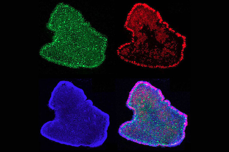 Light microscopy antibody staining of cell proliferation proteins in Trichoplax adhaerens