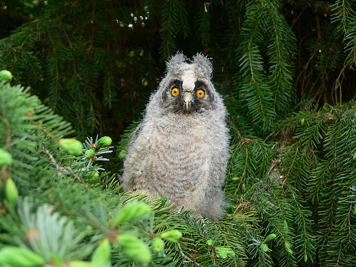 Waldohreule im Baum