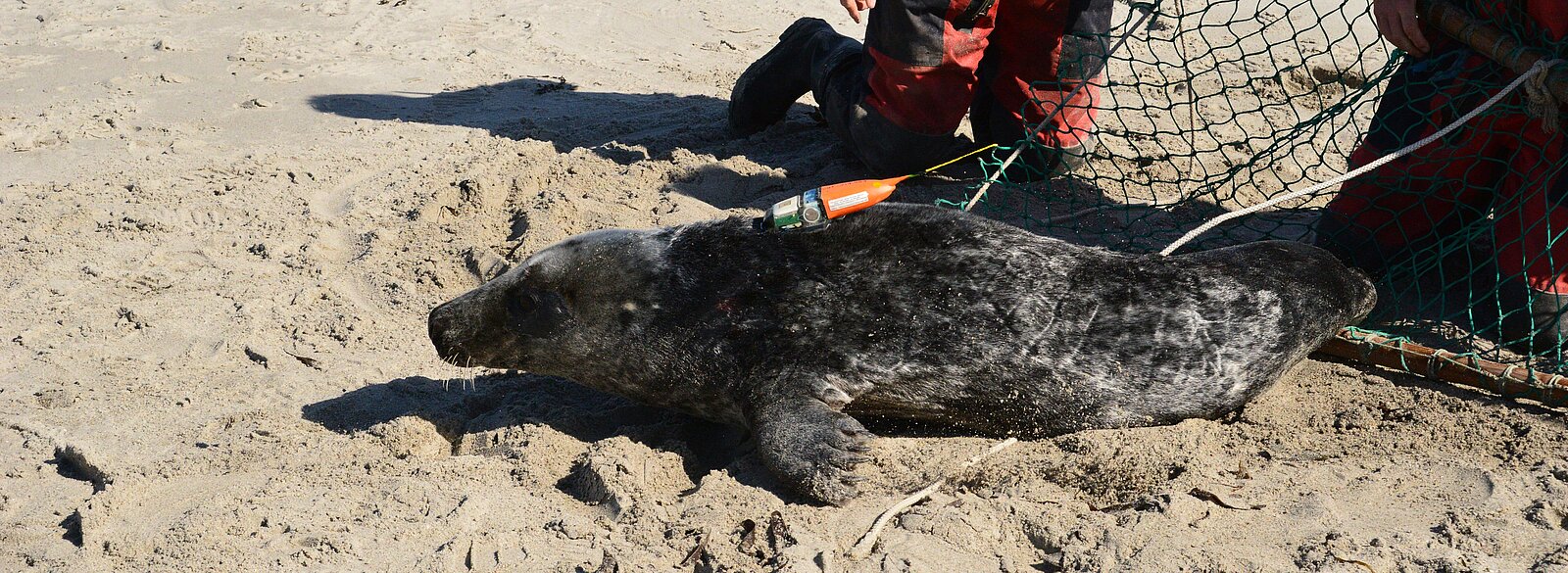 Kegelrobbe mit angebrachtem Sender am Strand