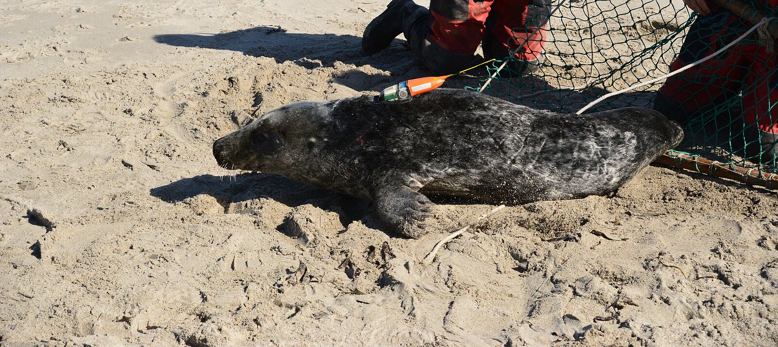 Robbe besendert am Strand