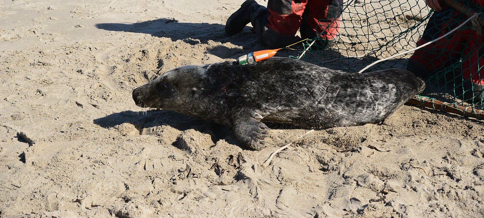 Recorder mounted on a grey seal