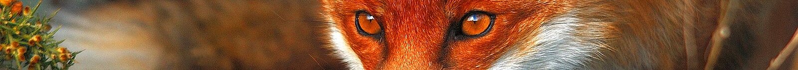 Bildausschnitt mit den Augen eines Rotfuchses