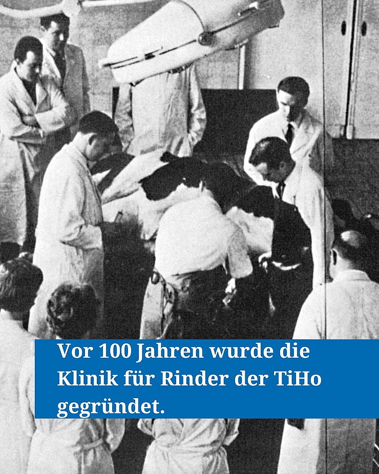 Historische Aufnahme aus der Klinik für Rinder