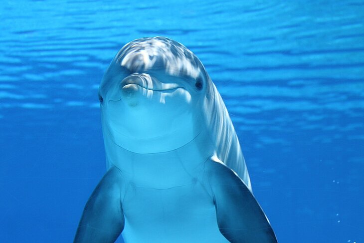 Delfin unter Wasser