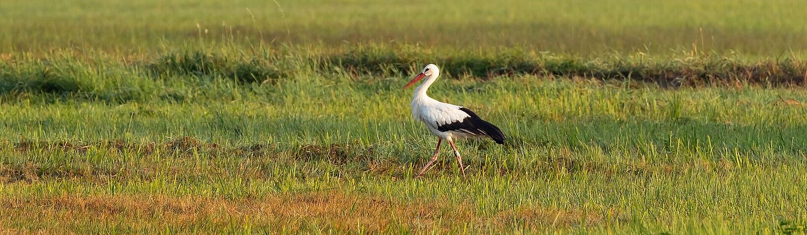 Storch auf Wiese 