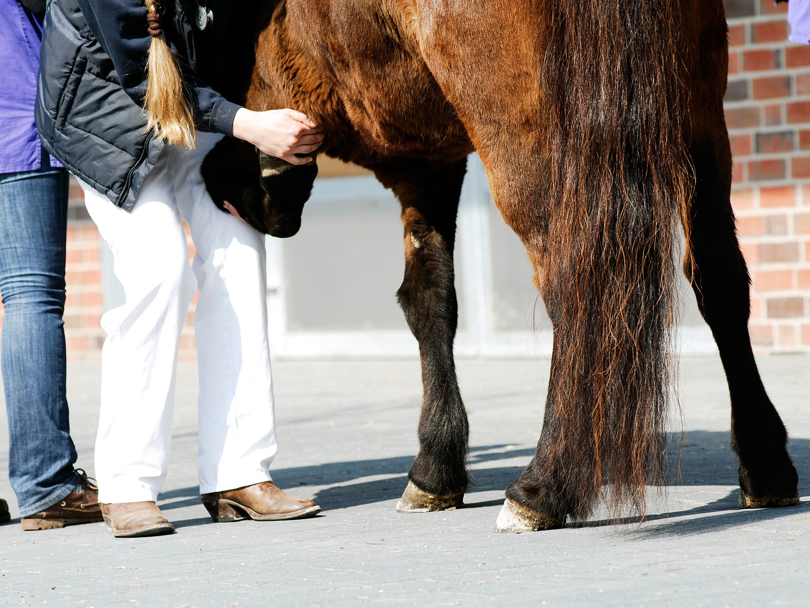 Untersuchung in der Klinik für Pferde
