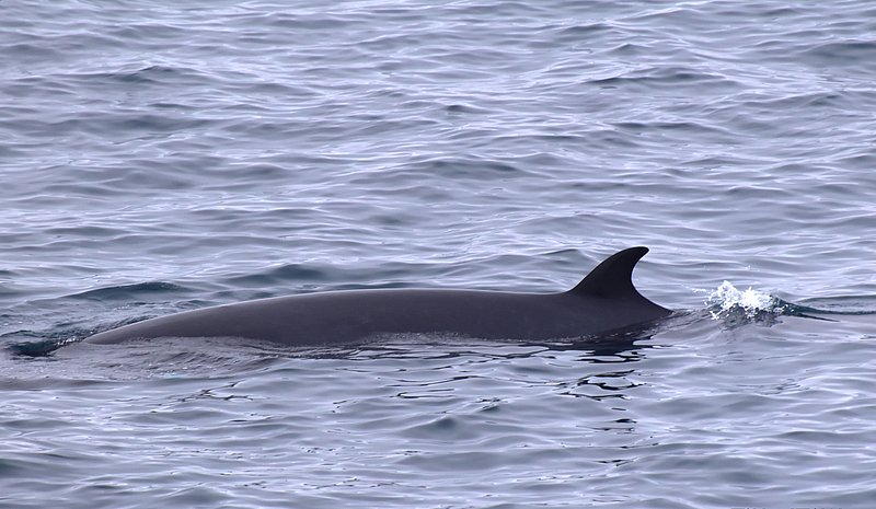 Minke whale at the surface