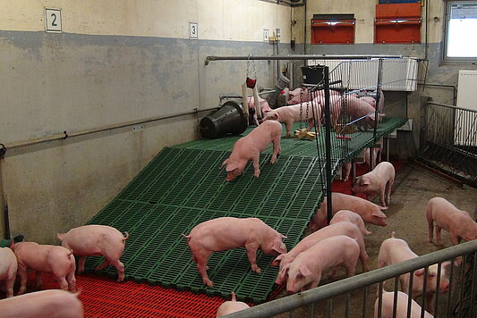 Foto: Schweine in einem Stall mit der Möglichkeit zur Nutzung einer erhöhten Ebene.