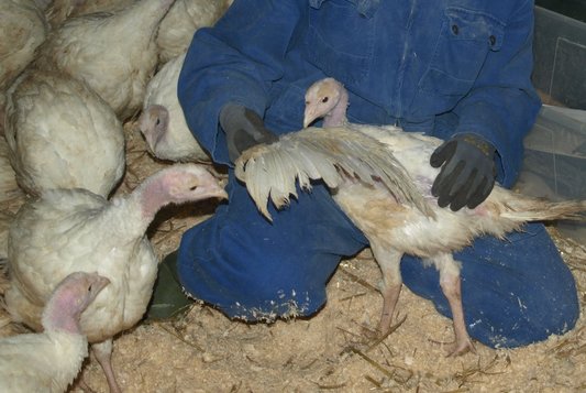 Foto: Ein Wissenschaftler*in begutachtet das Gefieder einer Pute im Stall.