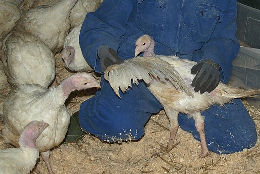 Photo: A scientist is checking a turkey´s plumage.