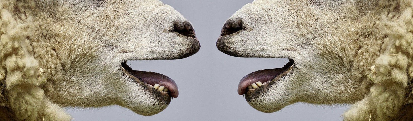 suja_pixabay blökende Schafe