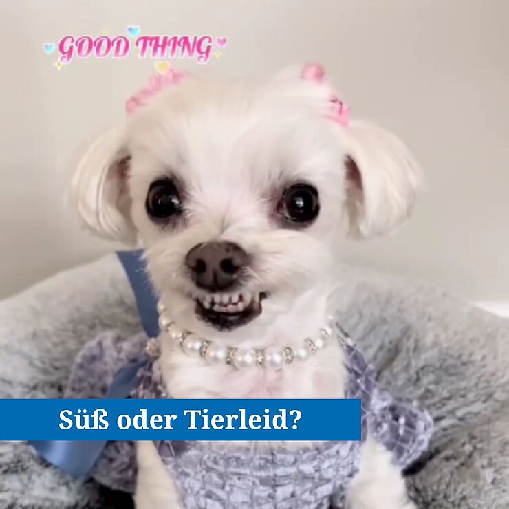 Kleiner Hunde mit Perlenkette und Kleid