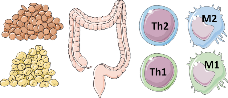 Ernährung und Immunsystem