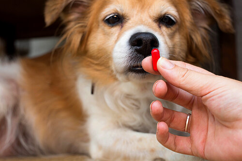 Hund und Medikament