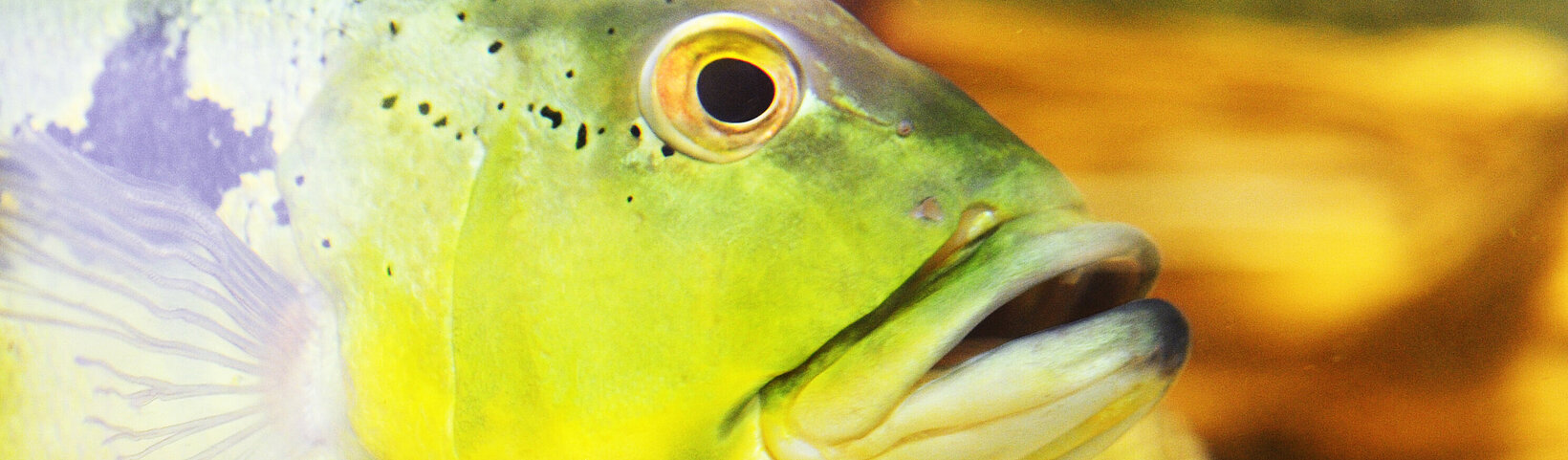 Fische im Aquarium 