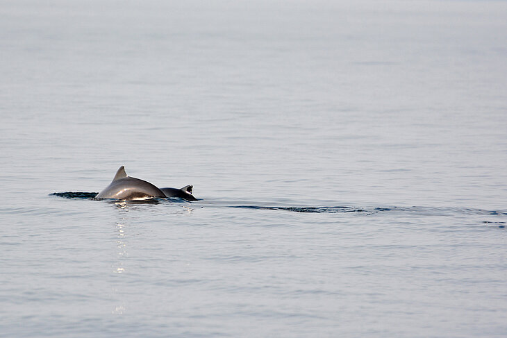 PM160530_Jagd_Schweinswale3_01.jpg