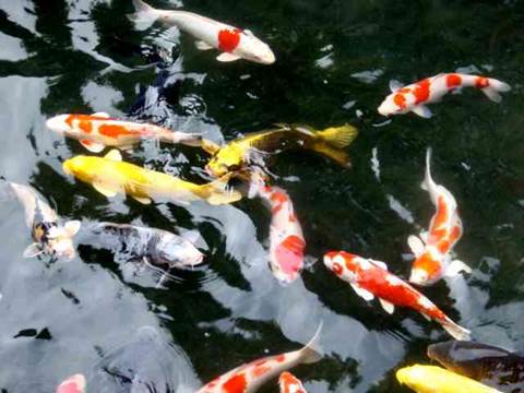 Koi im Teich