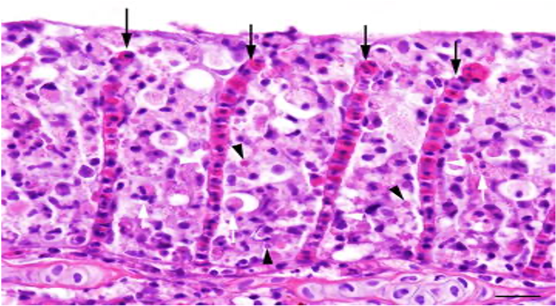 CEV Kieme Histologie