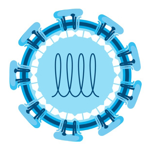 Schematischer Aufbau des Zikavirus. Abbildung: elenabsl, Fotolia