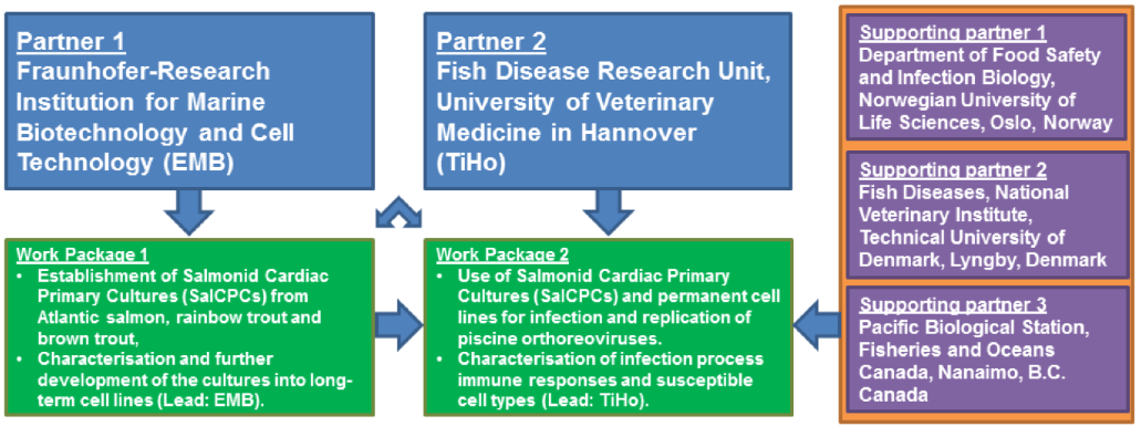 Grafik SalHeartCell